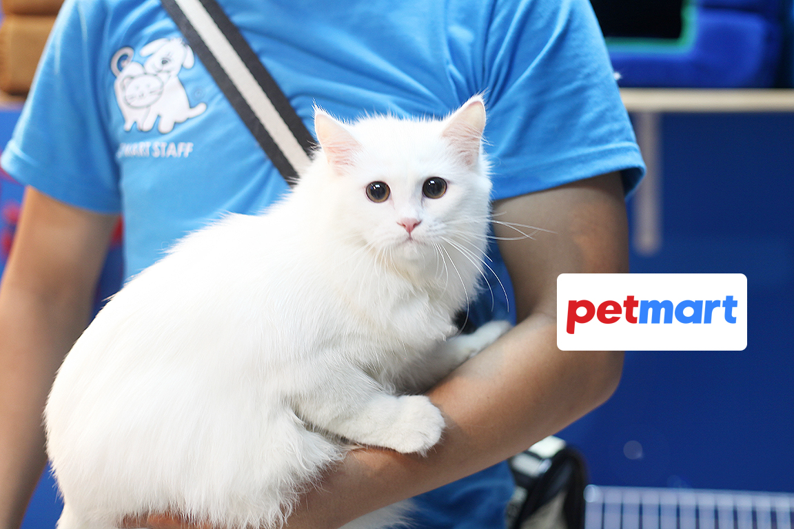 Petmart có dịch vụ đưa rước mèo tận nhà không?