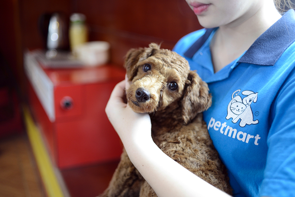 Dịch vụ chăm sóc thú cưng ở TP Hồ Chí Minh, Hà Nội