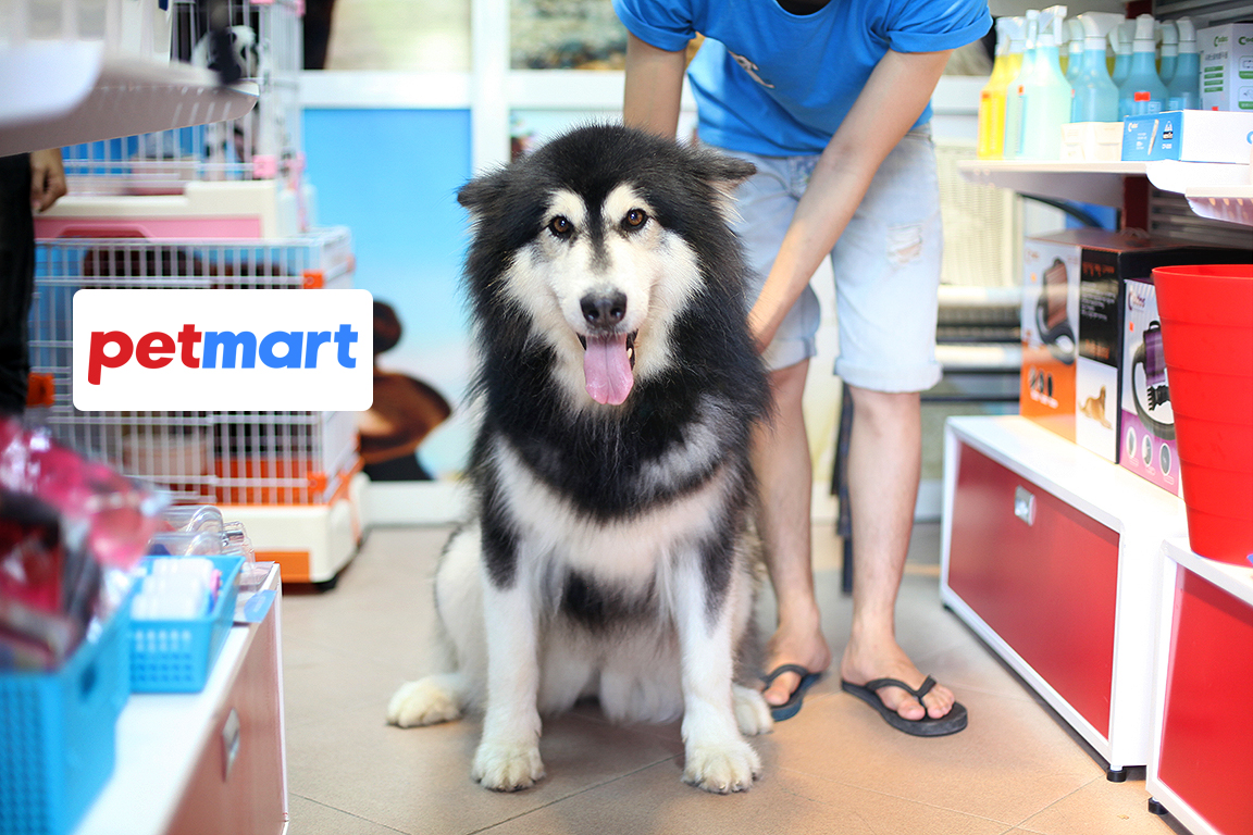 Trải nghiệm dịch vụ Spa thú cưng tại Pet Mart