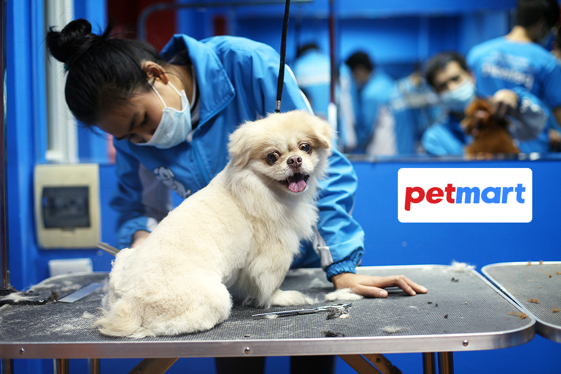 Dịch vụ cắt tỉa lông chó tại TPHCM & Hà Nội